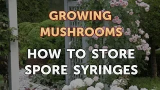 How to Store Spore Syringes