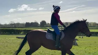 Archies first time on a xc course