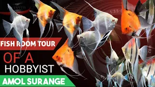 Fish room tour of an angelfish hobbyist | Amol Surange | angelfish | angelfish breeding | angel fish