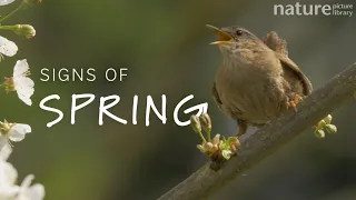 Signs of Spring 2021 showreel