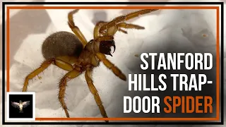 Digging Up Stanford Hills Trapdoor Spiders