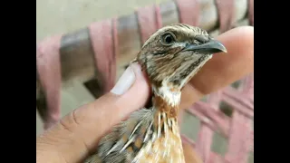 Batair ki awaz rat k shikar kailye, B,quail sound for hunting