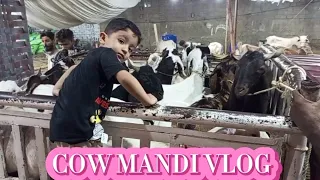 cow mandi 2024/qurabani 2024/mandi vlog #cow #lahoremandi  #cowvideos #karachimandi #cowmandi