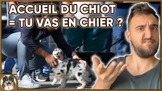 "TU VAS EN CHIER" dans l'accueil de ton chiot ! C'EST-À-DIRE ? 🤨