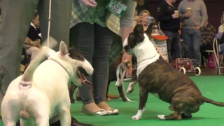 Crufts Dog show 2017 Miniature Bull Terriers Open Dog