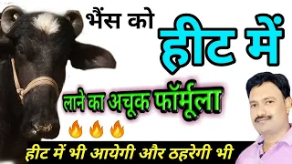 buffalo ko hit me kaise laye भैंस को हिट पर लाने के उपाय buffalo ko garam karne ka tarika , dawa