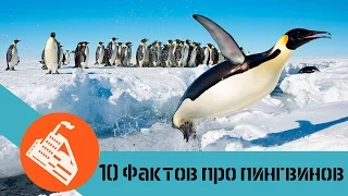 10 ФАКТОВ ПРО ПИНГВИНОВ | Почему пингвины не летают?