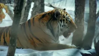 Captive Siberian Tiger vs Wild Boar
