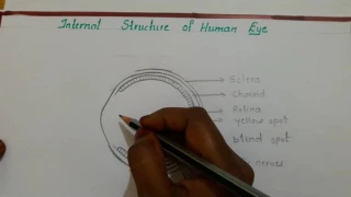 human eye diagram