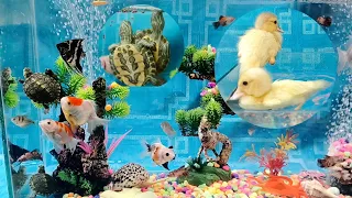 CUTE ANIMAL VIDEOS 🥰😍 FISH, STARFISH, TURTLE, MANFISH, GLOFISH, KOKIFISH, NEONTETRAS, OCTOPUS