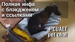Вывоз животного из Украины в Европу полный список документов. #cuaet #украина #граница #титры