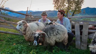 Осенівка - як бізнес в Карпатах. Як заробляють на вівцях восени. Карпатські вівці, осінь 2022