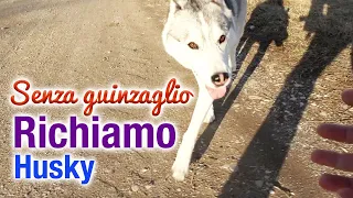 La Gestione Senza Guinzaglio e il Richiamo con un Husky | Qualche consiglio pratico