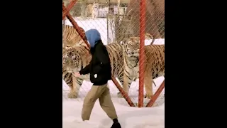 A group of huge Siberian tigers in Hengdaohezi Siberian Tiger Park