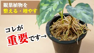 この”超使える技”を知ってから、この観葉植物を育ててください！【アグラオネマ】
