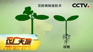 《农广天地》 20180411 黄瓜双断根嫁接育苗技术 优文图斯芹菜栽培 | CCTV农业
