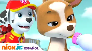 PAW Patrol, Patrulla de cachorros | El rescate en la montaña | Nick Jr. en Español