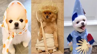 Tik Tok Chó Phốc Sóc Mini | Funny and Cute Pomeranian Videos #38