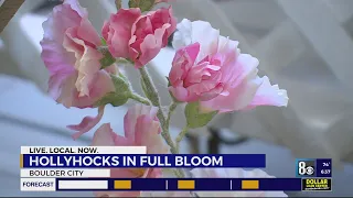 Hollyhocks in full bloom in Boulder City