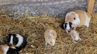 Guinea Pigs (babies)