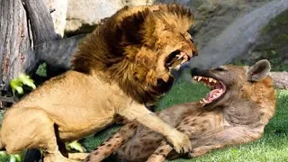 Lion real fight Hyena,Lion want destroy Hyena to win prey - The short life of Hyena