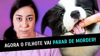 DICAS INFALÍVEIS PRO SEU FILHOTE PARAR DE MORDER