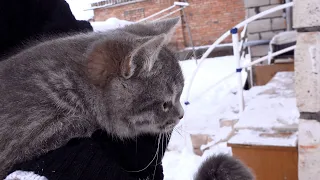 Котенка ВЫКИНУЛИ ЧЕРЕЗ ПОЛГОДА ПОСЛЕ ТОГО, КАК МЫ ОТДАЛИ ЕГО В ДОБРЫЕ РУКИ.