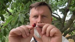 Jak pozbyć się robaków z czereśni?