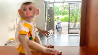 Monkey Puka obediently waits for his mother to buy breakfast