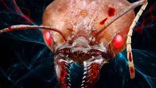 10 REAL Animal Zombies