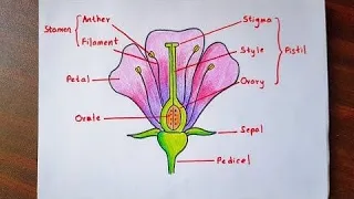 How to draw parts of flower in 2 minutes easily Step by step at Amazing art's