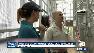 More than 1 billion animals feared dead in Australia fires