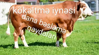 yem danası,bordaq dana,dana kökəltmə qaydaları