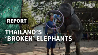 Thailand: elephants 'broken' for lucrative animal tourism | AFP