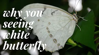 why you seeing white butterfly ||  white butterfly means || spiritual meanings of white butterfly🦋