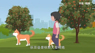 忠犬八公是什么狗 忠犬八公指的是什么犬