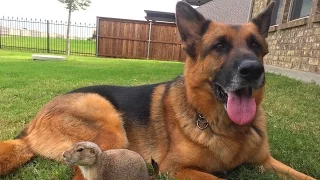 Precious Prairie Dog Befriends German Shepherd