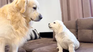 How the Golden Retriever Bailey and New Golden Retriever Mia Became Best Friends [Compilation]