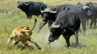 When Cape Buffalo Attack