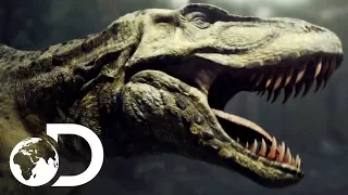 T-Rex Fights For Survival Against Vicious Enemies | Clash Of The Dinosaurs