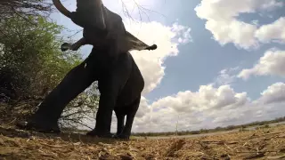 Elephants from a different perspective with a GoPro