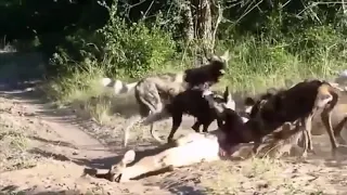 AFRICAN WILD DOGS EATING ALIVE AN ANTELOPE