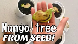 How to germinate mango seeds | When to transplant mango seed into soil