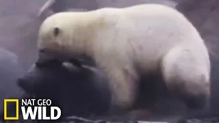 Ours polaire attaque des morses
