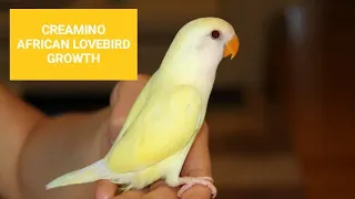 Creamino African lovebird growth stages