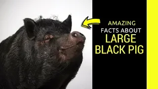 large black pig facts Amazing facts about Black Pig breed,size and mating