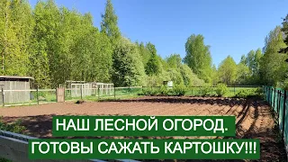 Наш лесной огородик. Готовимся к посадке картофеля.