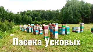 Пчеловоды КУЗБАССА. В гостях у пасечника Дмитрия Ускова, г. Салаир.