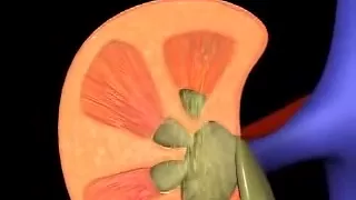 How Kidneys Work