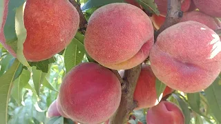 Персик Харнас. Peach Harnas. Красивий сорт з високою стійкістю до пізніх заморозків